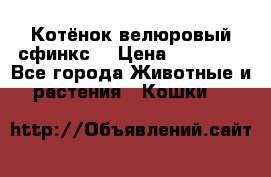 Котёнок велюровый сфинкс. › Цена ­ 15 000 - Все города Животные и растения » Кошки   